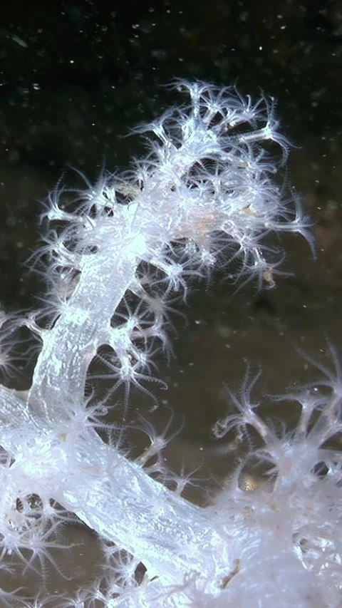 Crystal Garden Beneath the Waves Late at Night in the Ocean Stock Footage 338359270