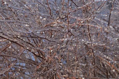 Crystal Grip of Winter Stock Photos
