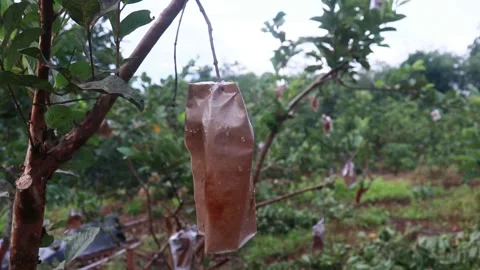 Crystal guava fruit Stock Footage 320419763