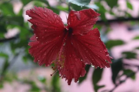 Crystal Hibiscus Stock Photos