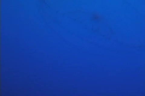 Crystal jelly fish Stock Footage 281746