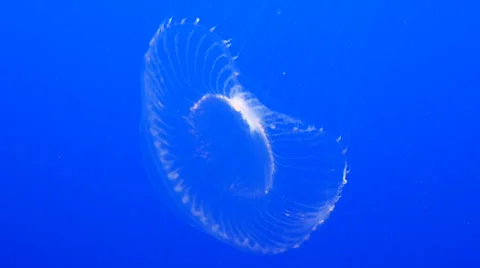 Crystal jelly Stock Footage 35424938