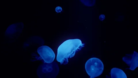 Crystal Jellyfish Vídeo Stock 101565965