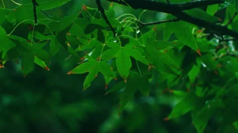 Crystal raindrops on maple leaves Stock Footage 233784065