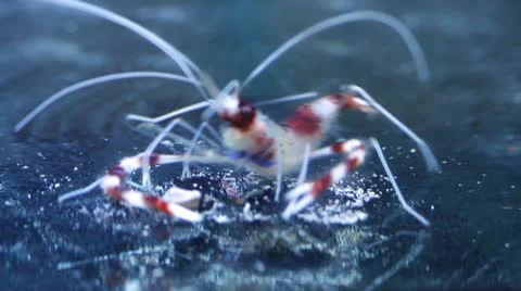 Crystal Red Dwarf shrimp in a Fish Tank Stock Footage 11146013