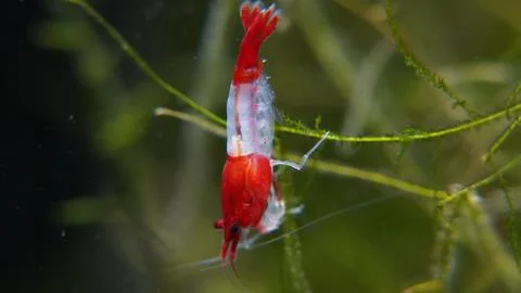 Crystal Red Shrimp Tiny Aquatic Creature Macro Shot Stock Photos