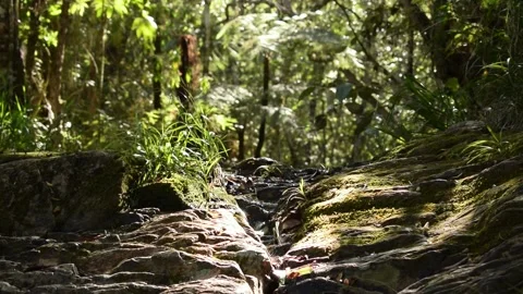 Crystal river in the forest Stock Footage 154812361