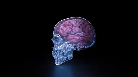 The Crystal Skull and Brain for sci or medical concept 3d Rendering. Stock Illustration