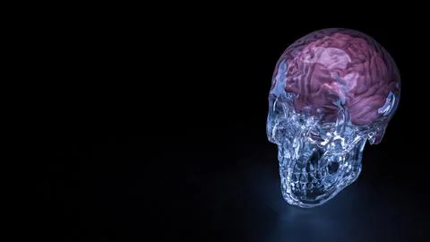 The Crystal Skull and Brain for sci or medical concept 3d Rendering. Stock Illustration