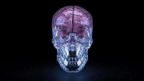 The Crystal Skull and Brain for sci or medical concept 3d Rendering. Stock Illustration