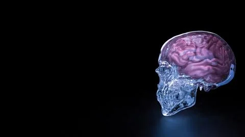 The Crystal Skull and Brain for sci or medical concept 3d Rendering. Stock Photos