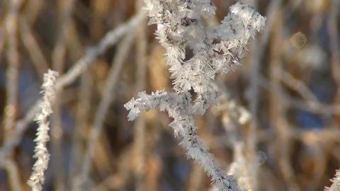 Crystal of snow on a plant Stock Footage 73152947