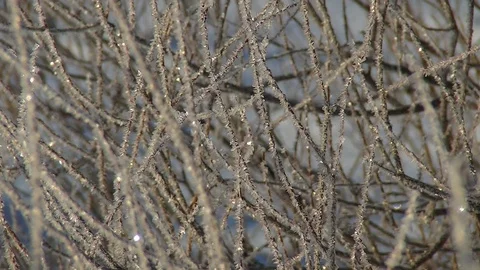 Crystal of snow on a plant Stock Footage 73153025