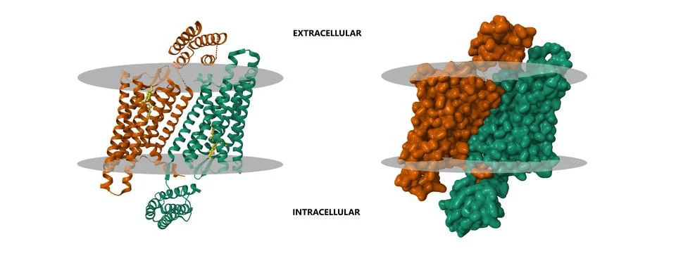Crystal structure of the active delta opioid receptor in complex with agonist Stock Illustration