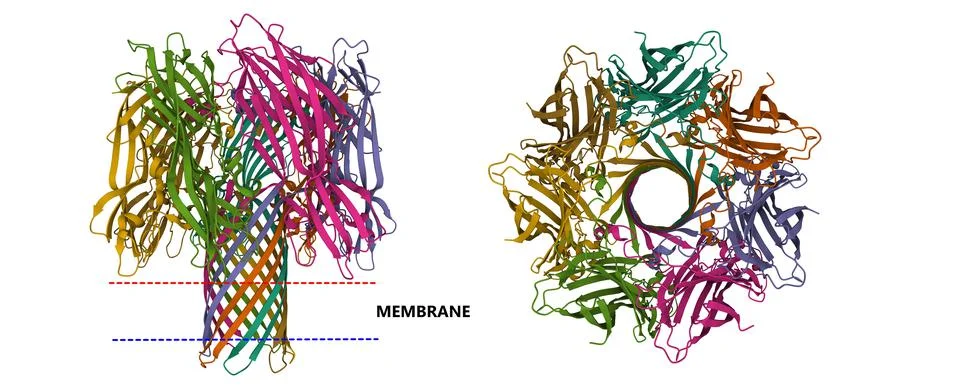 Crystal structure of alpha-hemolysin Stock Illustration