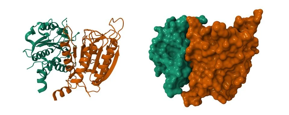 Crystal structure of a dimeric caspase-9 Stock Illustration