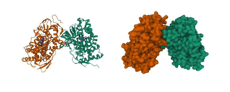 Crystal structure of human CYP7A1 dimer Stock Illustration