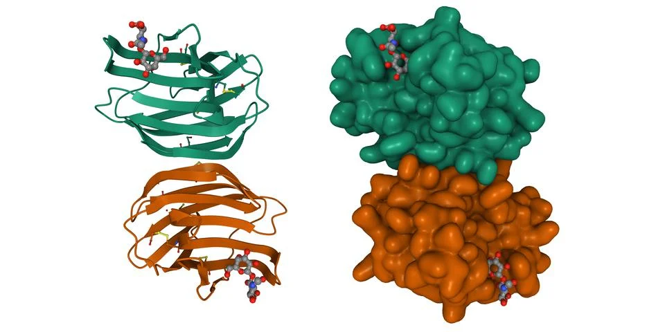 Crystal structure of human galectin-1 in complex with type 1 N-acetyllactosamine Stock Illustration