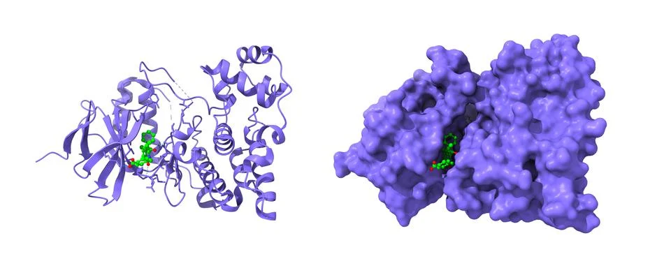 Crystal structure of human JNK3 complexed with an isoquinolone inhibitor Illustrazione stock