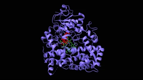 Crystal structure of human P450 3A4 in complex with erythromycin (red) Stock Footage 196170184