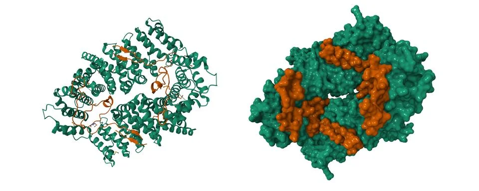 Crystal structure of the MEILB2-BRCA2 complex Stock Illustration