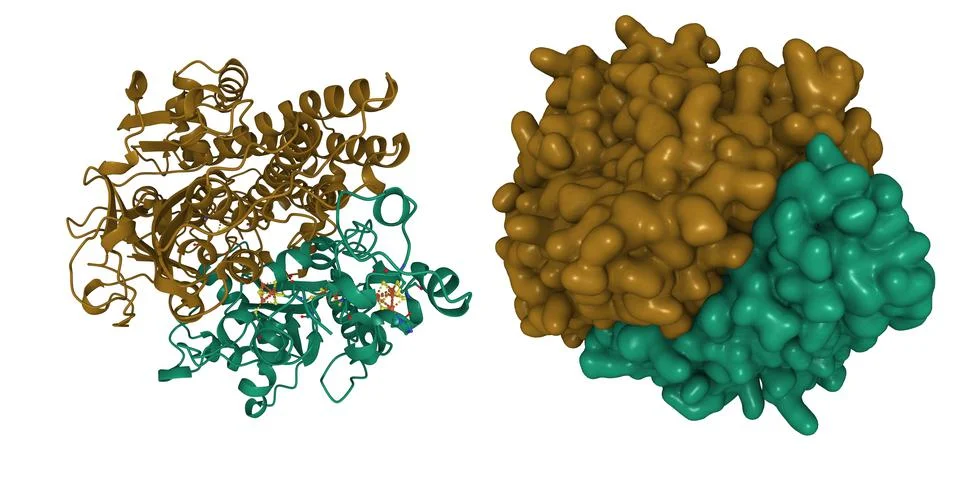 Crystal structure of the oxidized form of Ni-Fe hydrogenase of Desulfovibrio Stock Illustration