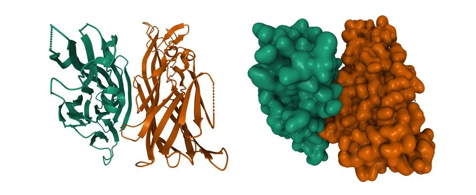Crystal structure of staphylococcal gamma-hemolysin heterodimer Illustrazione stock