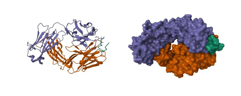 Crystal structure of TAP01 in complex with amyloid beta peptide (green) Stock Illustration