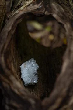 A crystal in a tree trunk 写真素材