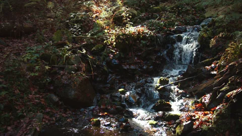 Crystal water stream is falling down from the hill among colorful fall foliage Stock Footage 204049595