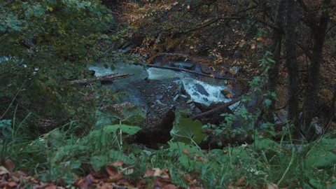 Crystal water stream flows through fall-colored forest. slow brook is flowing Stock Footage 204048656