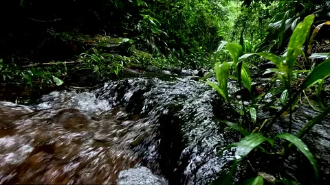 Crystaline water is running rapidely in a small cascade in a tropical forest Vidéo 336912421