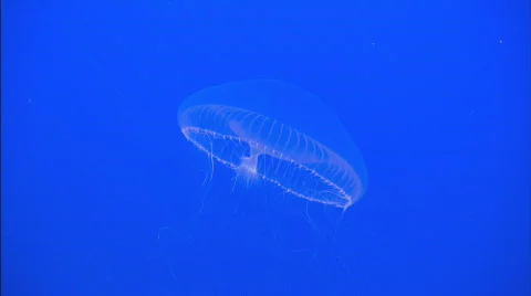 CrystalJelly Stock Footage 489629