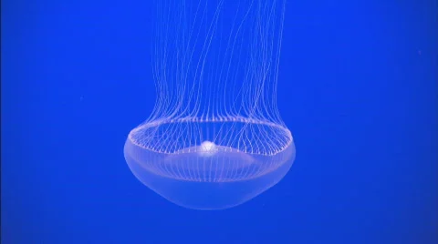 CrystalJelly3 Stock Footage 489643