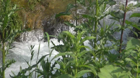 Crystalline creek in the forest 스톡 동영상 25591186