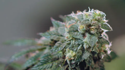 Crystalline Isolate THC-A and CBD. Close-up Hemp cannabis plant Stock Footage 169644858