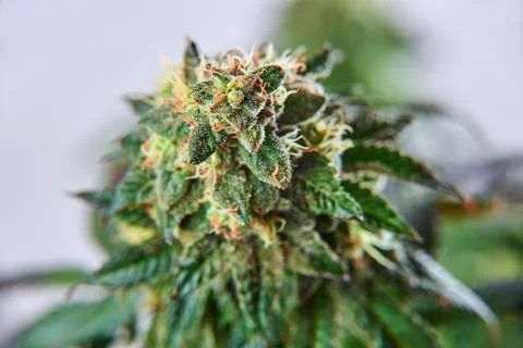 Crystalline Isolate THC-A and CBD.  Hemp cannabis plant Stock Photos
