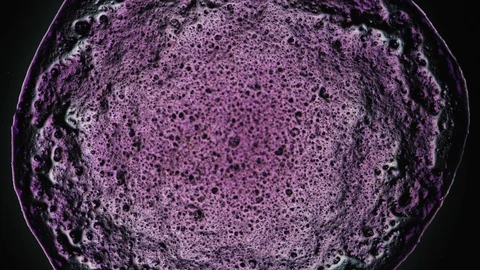 Crystallization. Chemical Reaction under Microscope Stock-Footage 88670180