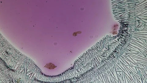 Crystallization. Microscopic timelapse. Chemical Process Stock-Footage 88677797