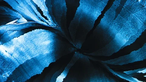 Crystallization process chemical reaction microscop timelapse Stockbeeldmateriaal 88677604