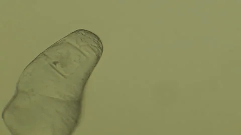 Crystallization process under microscope. Crystallography and scientific researc Stock Footage 130059902