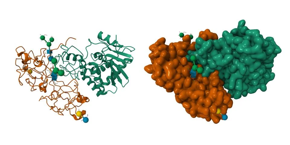 Crystallographic refinement of ricin Stock Illustration