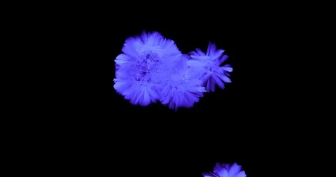 Crystals growth. Stock Footage 90691229