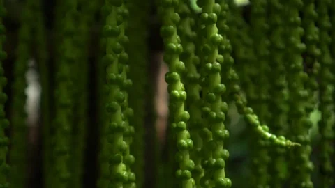 CS - Abstract Background Arenga Pinnata Stock Footage 246820992