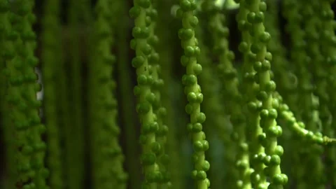 CS - Abstract Background Arenga Pinnata Video stock 246821077