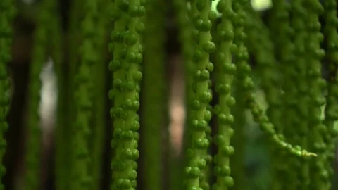 CS - Abstract Background Arenga Pinnata Video stock 246821139