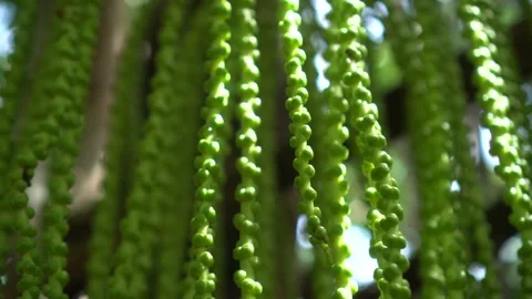 CS - Abstract Background Arenga Pinnata Video stock 246821406