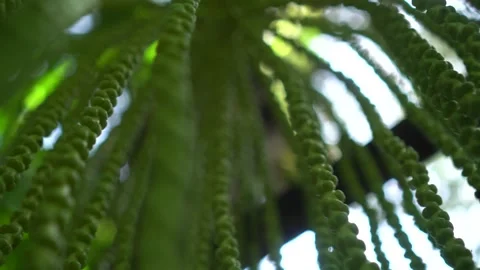 CS - Abstract Background Arenga Pinnata Video stock 246821608