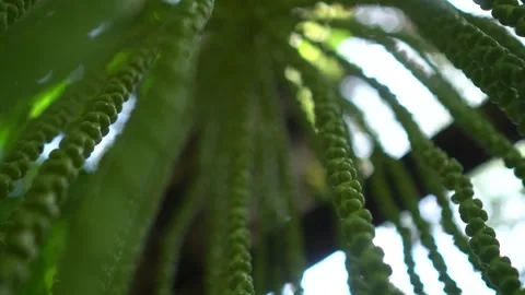 CS - Abstract Background Arenga Pinnata Video stock 246821764
