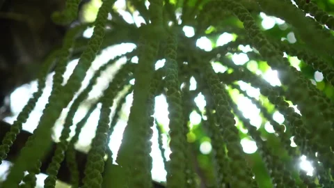 CS - Abstract Background Arenga Pinnata Video stock 246822005
